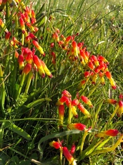 Lachenalia quadricolor