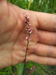 Persicaria lapathifolia