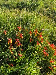Lachenalia quadricolor