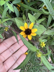 Sanvitalia procumbens