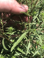 Iva angustifolia