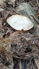 Pluteus petasatus