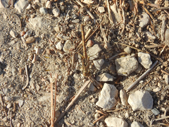 Brachythemis impartita