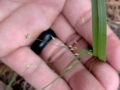 Dichanthelium laxiflorum