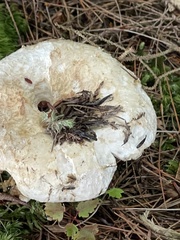 Lactifluus deceptivus
