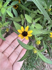Sanvitalia procumbens