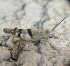 Heliastus benjamini