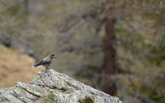 Nucifraga caryocatactes