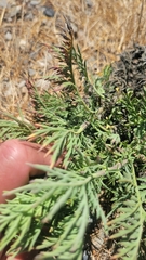 Ambrosia psilostachya