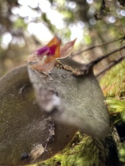 Lepanthes