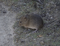 Microtus californicus