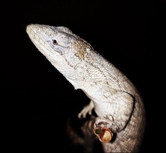 Polychrus acutirostris