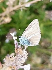 Polyommatus damon