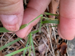 Dichanthelium laxiflorum