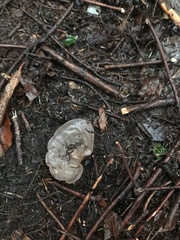 Auricularia auricula-judae