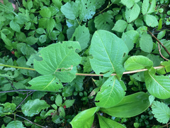 Lonicera hirsuta