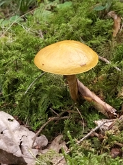 Suillus