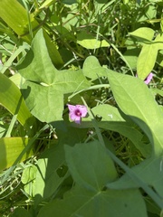 Ipomoea triloba