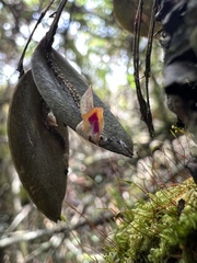 Lepanthes