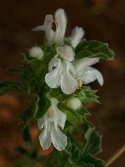 Image of Leucas capensis