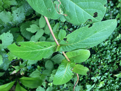 Lonicera hirsuta