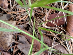 Dichanthelium laxiflorum