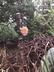 Auricularia auricula-judae