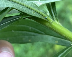 Lepidocyrtus paradoxus