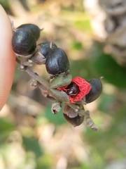 Dilleniaceae