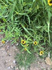 Sanvitalia procumbens