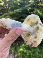 Gyroporus cyanescens