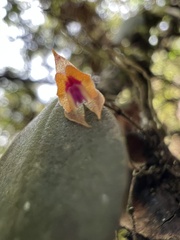 Lepanthes