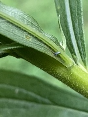 Lepidocyrtus paradoxus