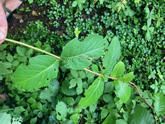 Lonicera hirsuta