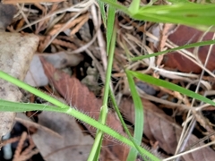 Dichanthelium laxiflorum