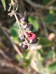 Dilleniaceae