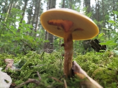 Suillus