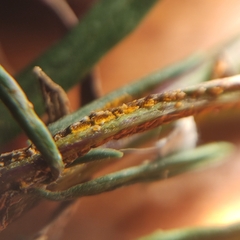 Coleosporium