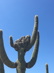 Carnegiea gigantea