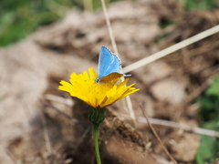 Polyommatus bellargus