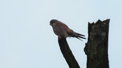 Falco tinnunculus tinnunculus