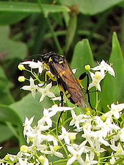 Macrophya montana
