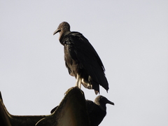 Coragyps atratus