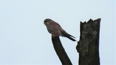 Falco tinnunculus tinnunculus