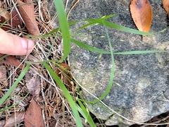 Dichanthelium laxiflorum