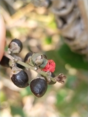 Dilleniaceae