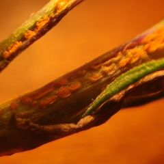 Coleosporium
