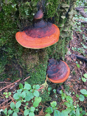 Fomitopsis mounceae