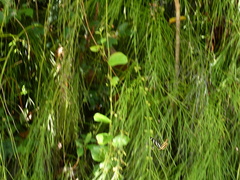 Heliconius charithonia