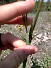 Dichanthelium laxiflorum